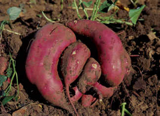How to plant and harvest a sweet potato crop