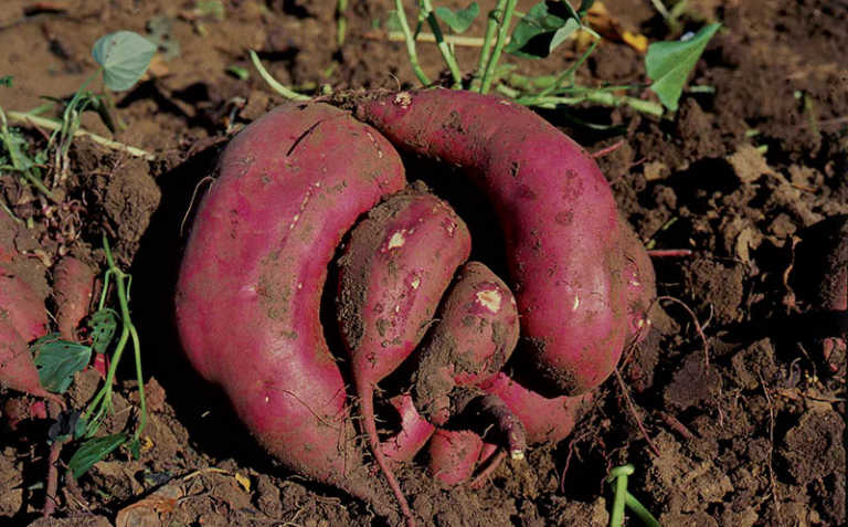 How to plant and harvest a sweet potato crop How to plant and harvest a sweet potato crop