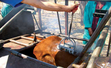 Different methods of marking livestock