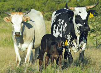 Advice on how to mark your livestock