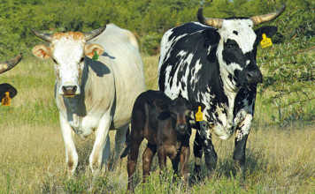 Advice on how to mark your livestock