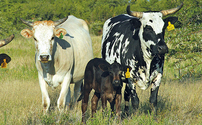Advice on how to mark your livestock Advice on how to mark your livestock