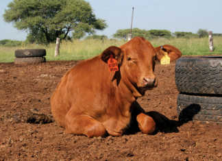 Different methods of marking livestock- part 2