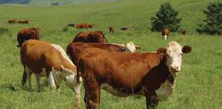 hereford-cattle