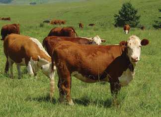 hereford-cattle