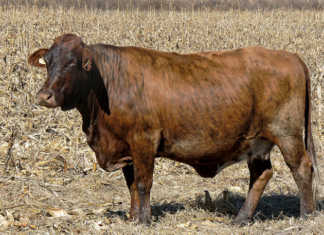 FW ARC Best Elite Cow