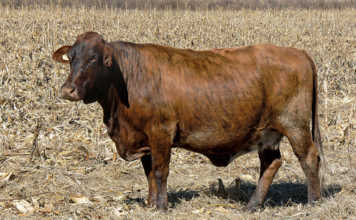 FW ARC Best Elite Cow