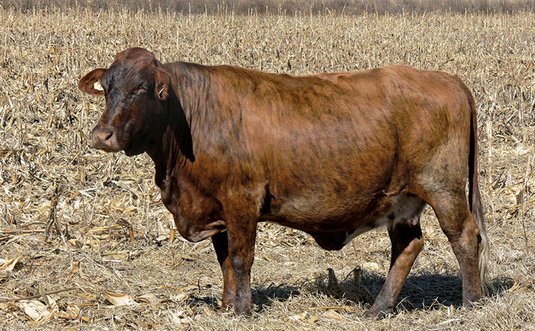 FW ARC Best Elite Cow