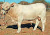 Hugenoot bull