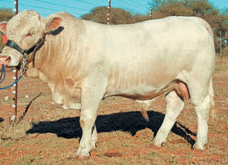 Hugenoot bull