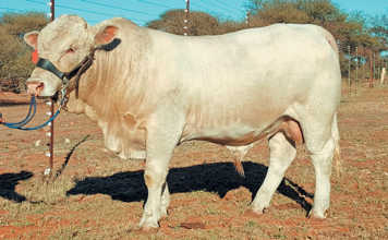 Hugenoot bull