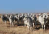 Brahman cattle raised without intervention Brahman cattle raised without intervention