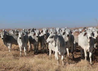 Brahman cattle raised without intervention