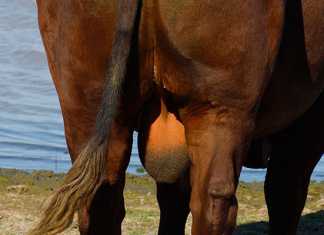 scrotum-of-a-bull