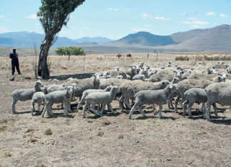 Help ewes bond with lambs