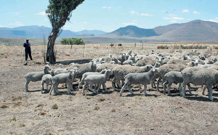 Help ewes bond with lambs