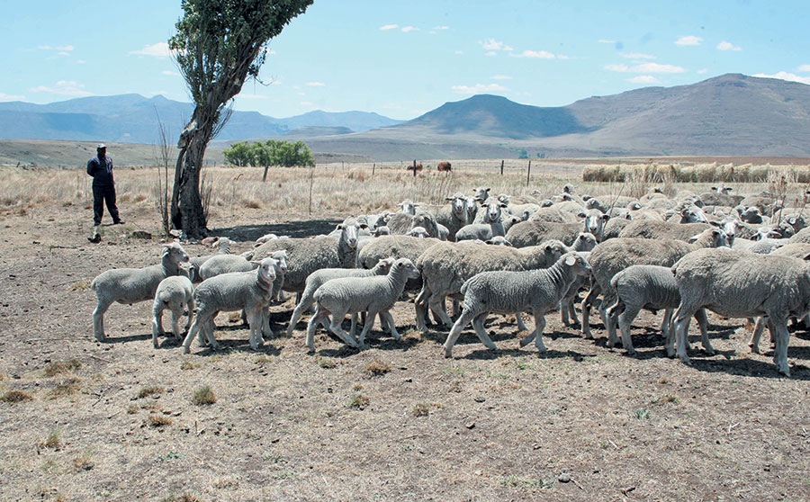 Help ewes bond with lambs