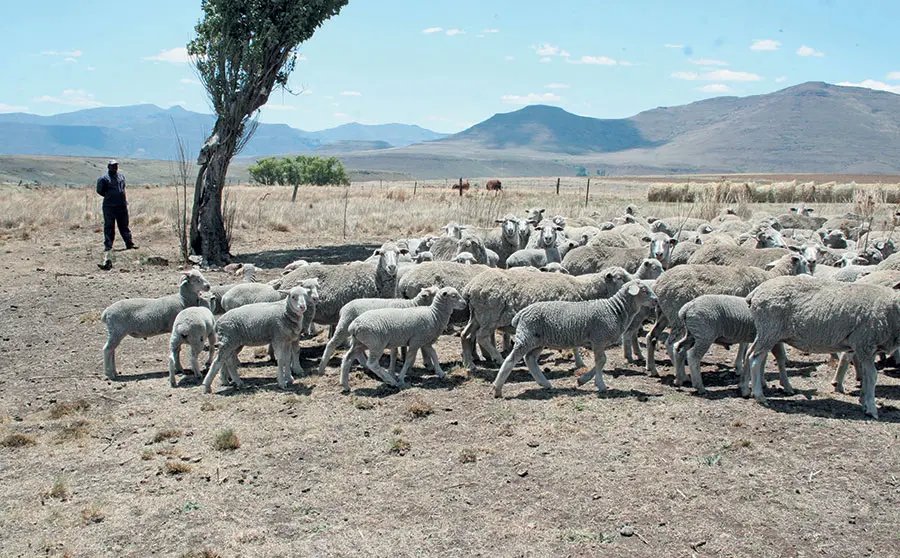 Help ewes bond with lambs