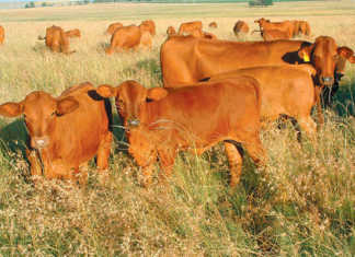 Can a ley crop be profitable?
