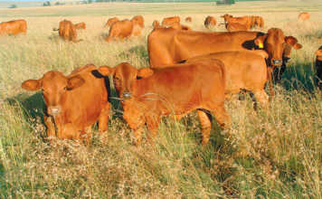 Can a ley crop be profitable?