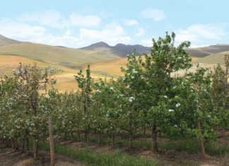 Pear Orchard