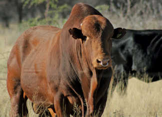 Selecting the right bull