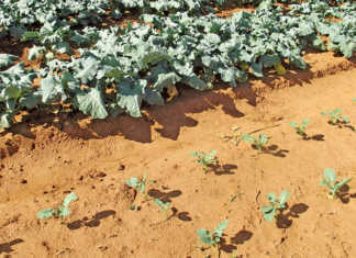 Working with sandy soil