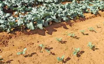 Working with sandy soil