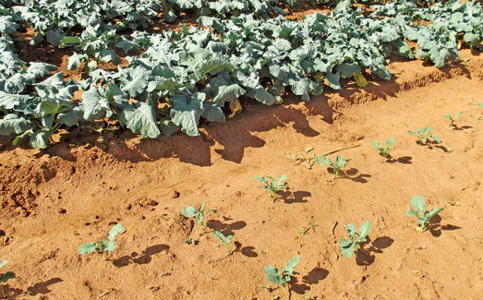 Working with sandy soil