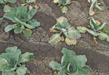 Clay soils cultivation: a beginner's guide
