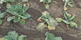 Clay soils cultivation: a beginner's guide