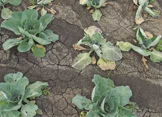 Clay soils cultivation: a beginner's guide