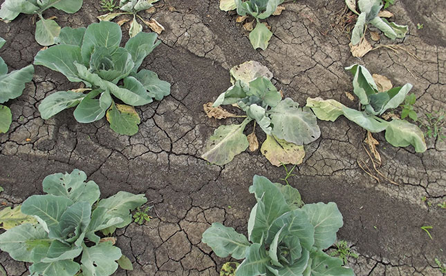 Clay soils cultivation: a beginner’s guide