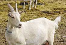 Diversifying production with goat’s milk cheese