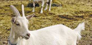 Diversifying production with goat’s milk cheese