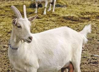 Diversifying production with goat’s milk cheese