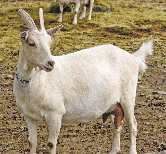 Diversifying production with goat’s milk cheese