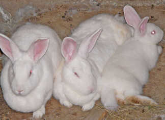 NZ White breeding does