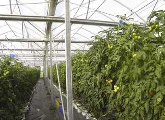 Planting tomatoes brings hope to orphans