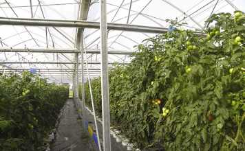 Planting tomatoes brings hope to orphans