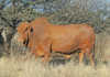 What to look for when selecting a bull Afrikaner bull