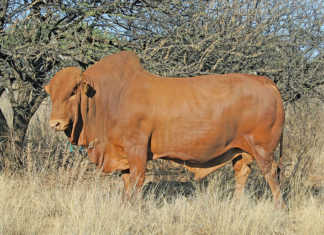 Afrikaner bull