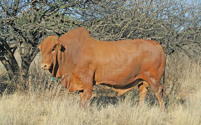 Afrikaner bull