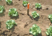 Preparing a land for small-scale cultivation with hand tools