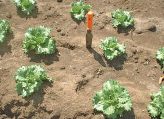 Preparing a land for small-scale cultivation with hand tools