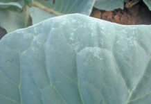 Understanding spray mixtures Understanding spray mixtures