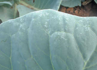 Understanding spray mixtures