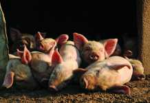 Farming pigs how to get started – Part 1