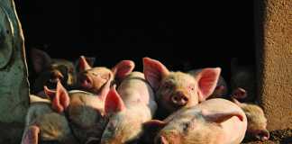 Farming pigs how to get started – Part 1