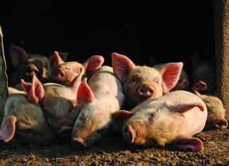 Farming pigs how to get started – Part 1